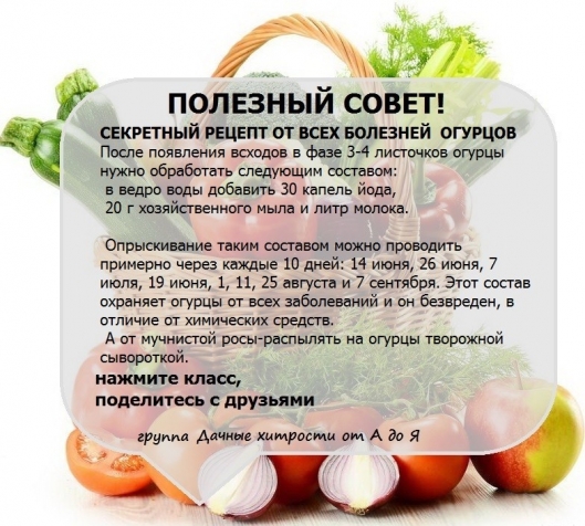 Природа улыбнулась, рецепты, полезная информация и поразительные куклены (из интернета)