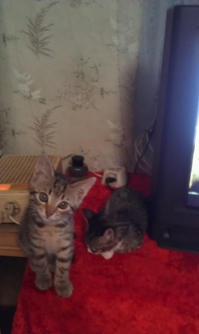 Кото-дети Кото-дети