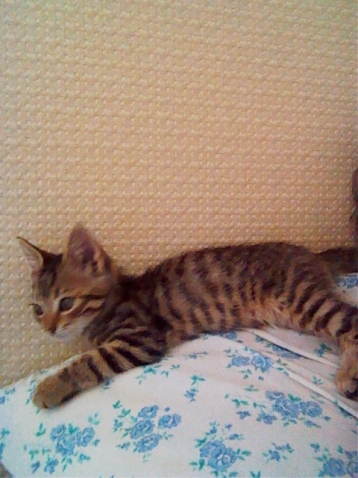 Кото-дети Кото-дети