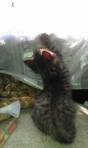 Кото-дети Кото-дети