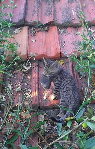 Кото-дети Кото-дети