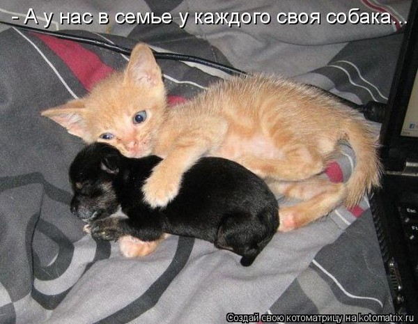 Коты, кошки и др.