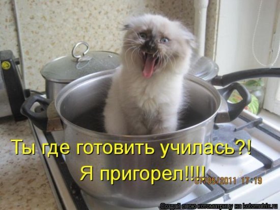 Коты, кошки и др.