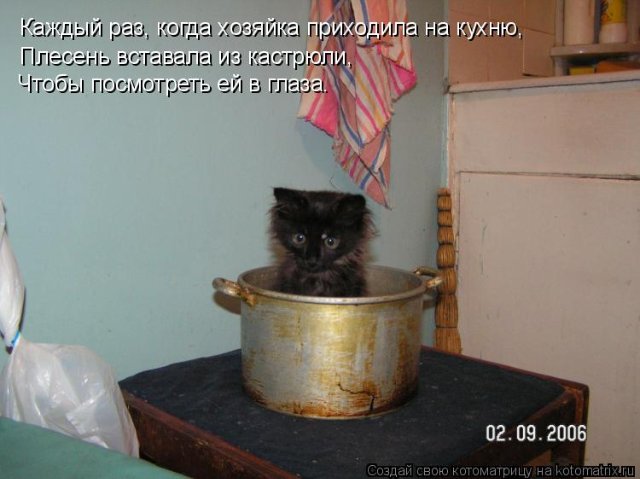 Коты, кошки и др.