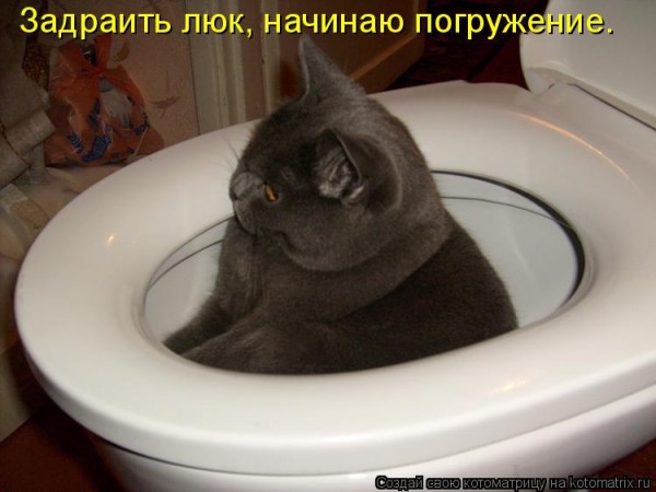 Коты, кошки и др.