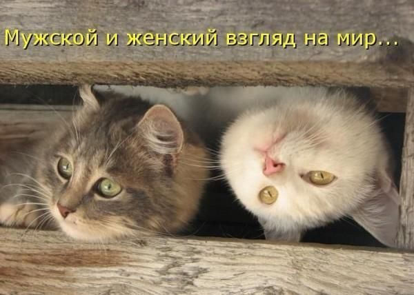 Коты, кошки и др.