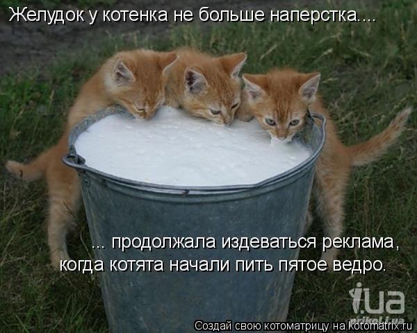 Коты, кошки и др.