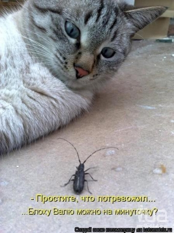 Коты, кошки и др.