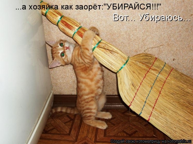 Коты, кошки и др.