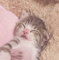 Коты, кошки и др. Продолжение.