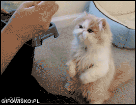Коты, кошки и др. Продолжение.
