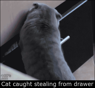 Коты, кошки и др. Продолжение.