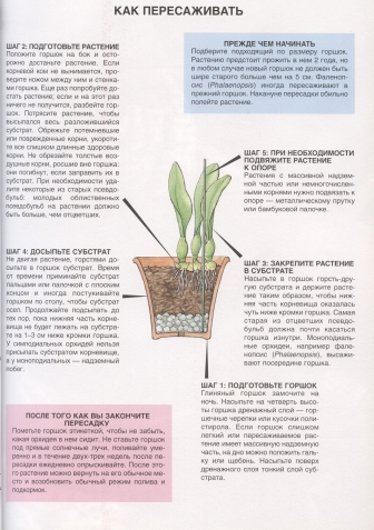Когда можно пересаживать цветы 2024. Пересадка растения в горшок. Как пересадить цветок в горшок. Пересадка цветов из горшка в горшок. Пересаживаем цветы в горшках.