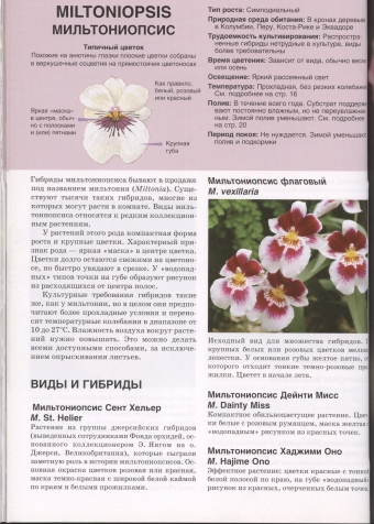 Орхидеи. Виды, гибриды. Описание