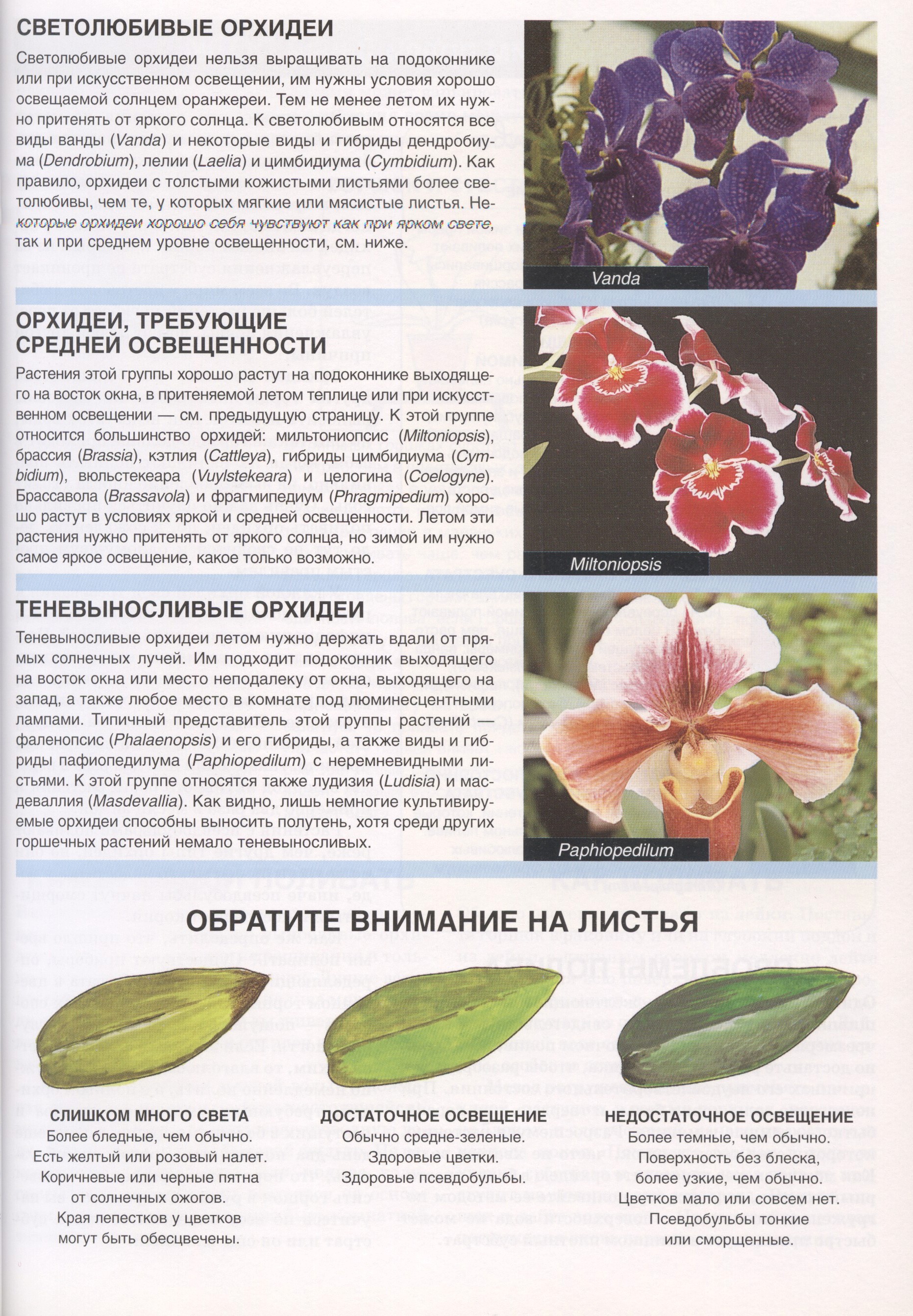 Как отличить орхидею. Сортовые орхидеи фаленопсис. Классификация орхидей фаленопсис. Орхидея фенолепсис описание.