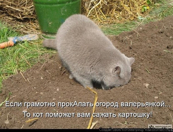 Наши маленькие друзья