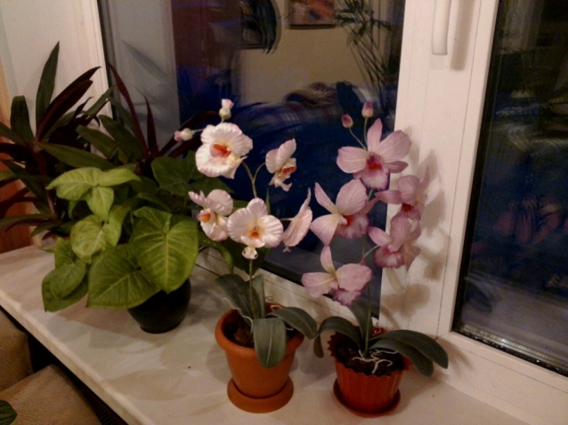 Мои шелковые орхидеи в горшках