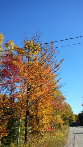 Такая яркая канадская осень!