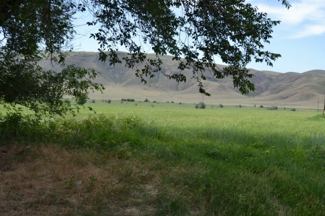 Лето. Степь. Казахстан