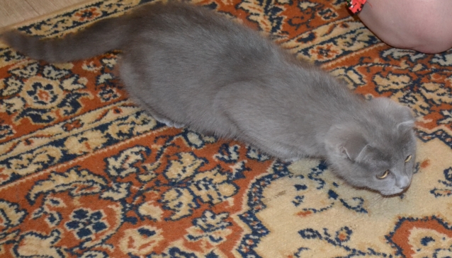 >
кот не наш.. немного
странный.. но
прикольный.. упрямый.. >
кот не наш.. немного
странный.. но
прикольный.. упрямый..