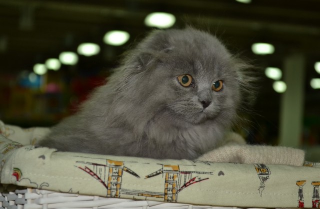 Котенка Котенка