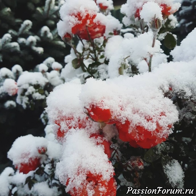 Первый снег в Алматы