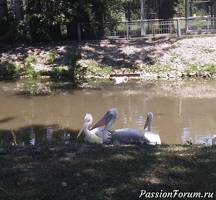 Пеликаны Пеликаны