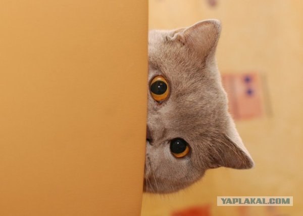 Вам хочется посмотреть что там?!....
И мне тоже!!!!
Итак.... "Крибле - крабле - бумс".... Вам хочется посмотреть что там?!....
И мне тоже!!!!
Итак.... "Крибле - крабле - бумс"....