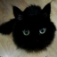 Orli_K (Орли Коршун)