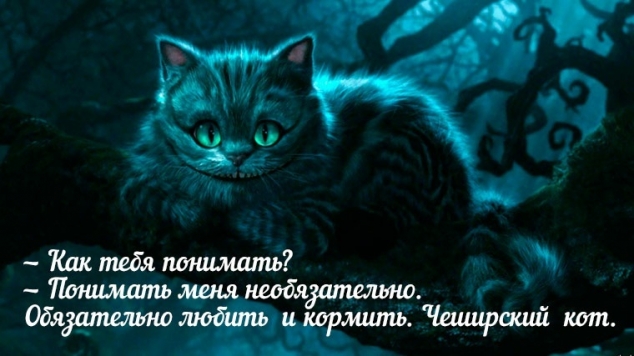 ТОП-10 всеми любимых кошек
