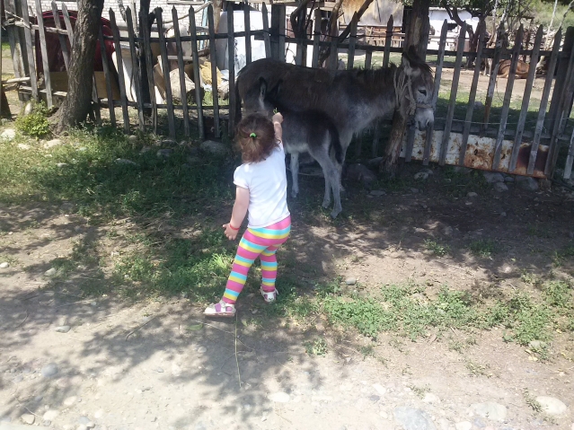 Пирог,ягодки, немного природы и прогулки по паркам!