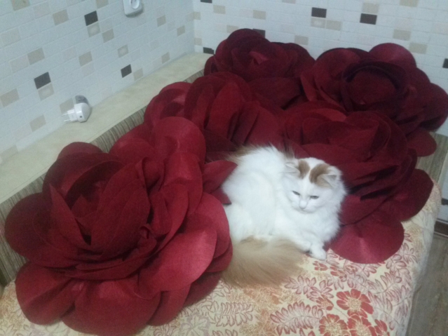 ну ладно ладно не кричи...щас перелягу... ну что опять тебе не нравится?я же перелег уже?????видишь лежу себе тихенько и охраняю чтобы никто не унес их))) ну ладно ладно не кричи...щас перелягу... ну что опять тебе не нравится?я же перелег уже?????видишь лежу себе тихенько и охраняю чтобы никто не унес их)))