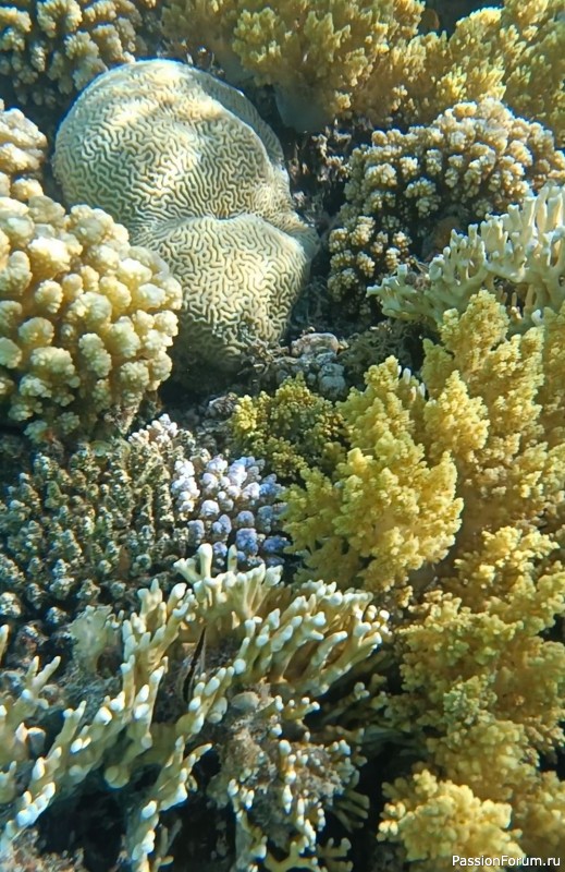 Невероятная красота Красного моря
