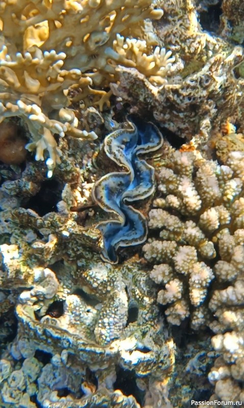 Невероятная красота Красного моря