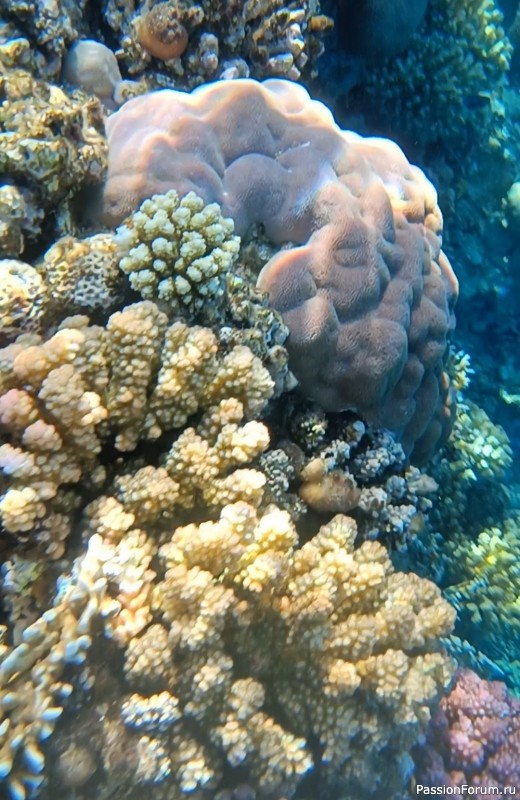 Невероятная красота Красного моря