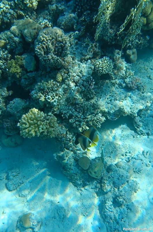 Невероятная красота Красного моря