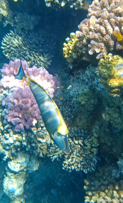 Невероятная красота Красного моря