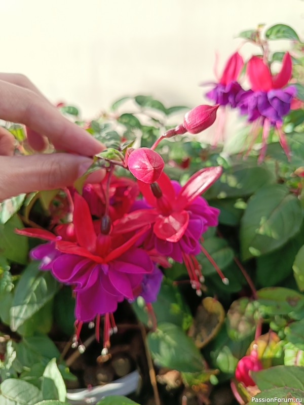 Г. Рыбинск, Ярославская область