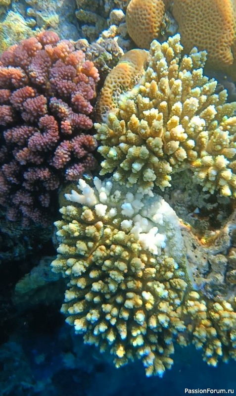 Невероятная красота Красного моря