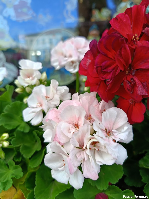 Г. Рыбинск, Ярославская область