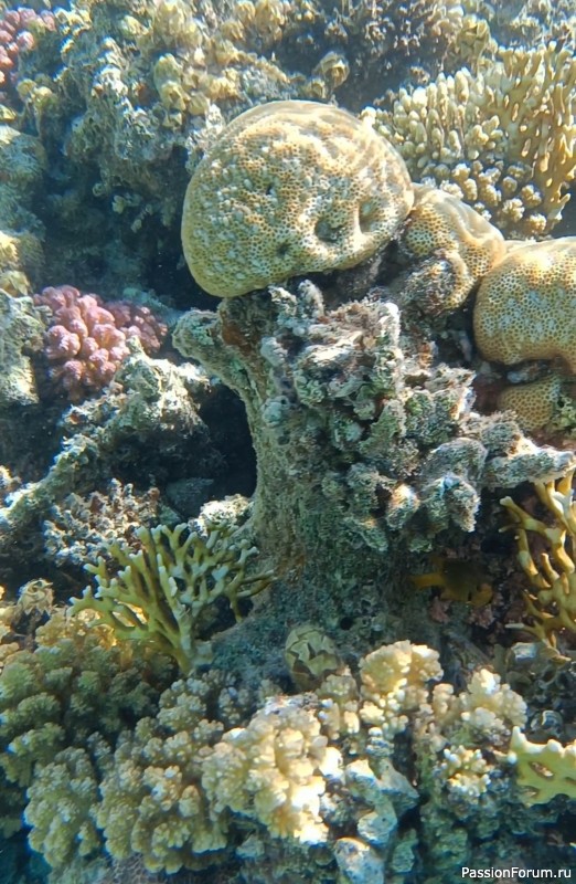 Невероятная красота Красного моря