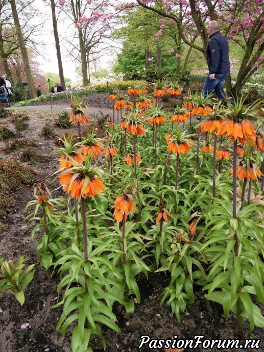 Парк цветов keukenhof это не только тюльпаны. Продолжение. Ландшафтные уголки и другие цветы