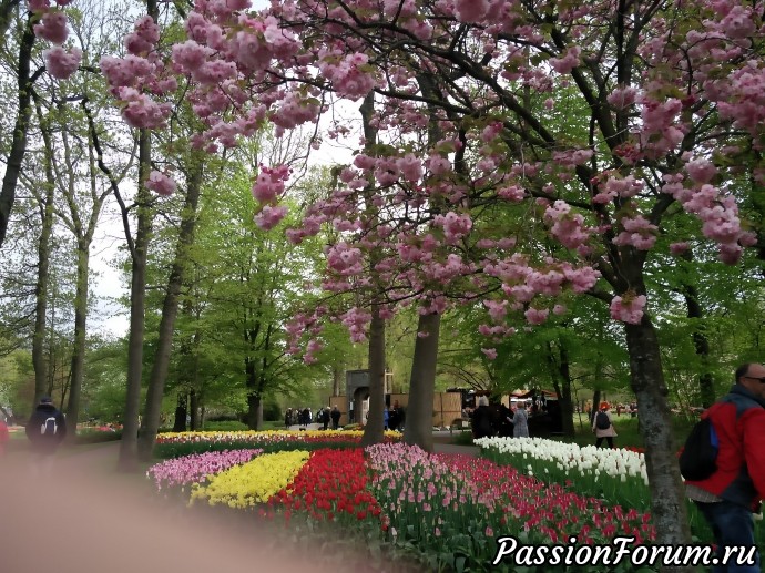 Парк цветов keukenhof это не только тюльпаны. Продолжение. Ландшафтные уголки и другие цветы