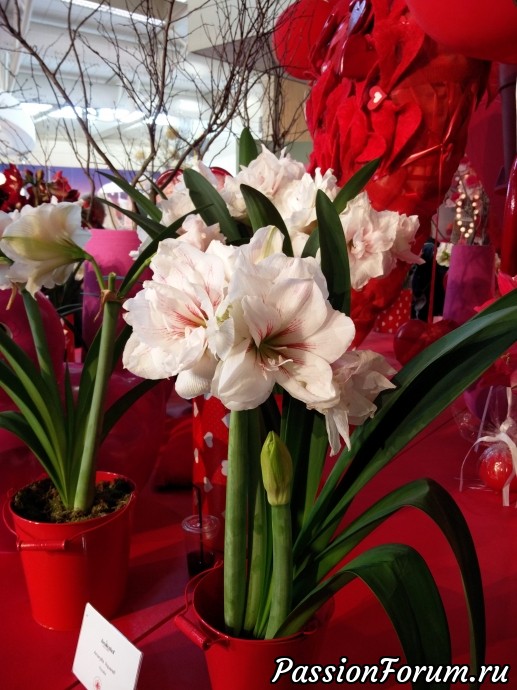Парк цветов keukenhof это не только тюльпаны