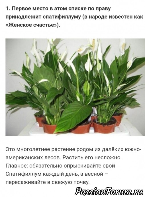 И снова они их величество комнатные растения 3. Взято из интернета.