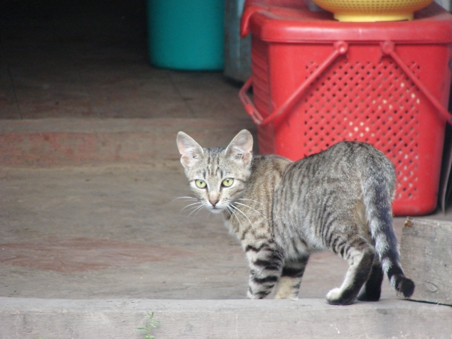 Кошкины, собакины....