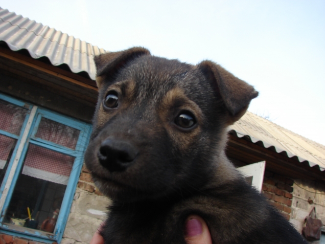 Кошкины, собакины....
