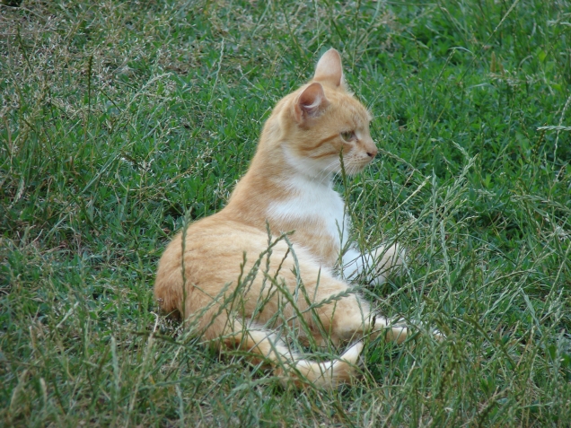 Кошкины, собакины....