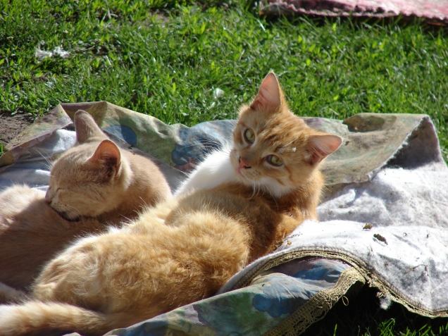 Кошкины, собакины....