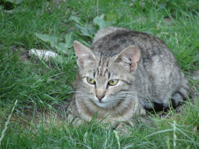 Кошкины, собакины....